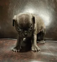 Green, a male Pug for sale in Groton, NY – Photo 3 of 6