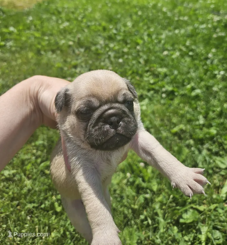 Green – Pug puppy for sale in Groton, NY
