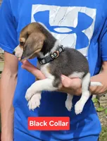 Black Collar, a male Beagle for sale in Groton, NY – 4 of 6