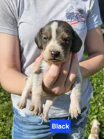 Black, a male Beagle for sale in Groton, NY – 3 of 5