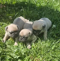 Pink, a female Pug for sale in Groton, NY – 2 of 4