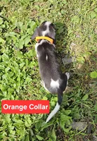 Orange Collar, a male Beagle for sale in Groton, NY – 4 of 5