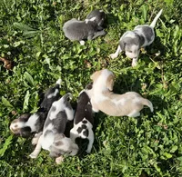 Pink, a female Beagle for sale in Groton, NY – 6 of 6