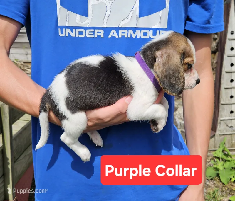 Purple Collar – Beagle puppy for sale in Groton, NY