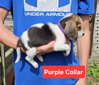 Purple Collar, a male Beagle for sale in Groton, NY – 1 of 6