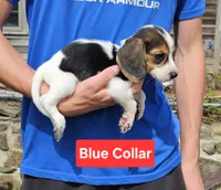 Blue Collar, a male Beagle for sale in Groton, NY – 2 of 5