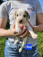 Red, a female Beagle for sale in Groton, NY – 4 of 5
