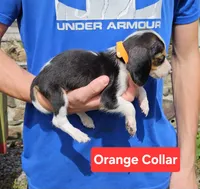 Orange Collar, a male Beagle for sale in Groton, NY – 3 of 5