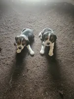 processed/fb64407c-486c-47f1-a1aa-1580ef65dc21/listing/ba67dffb-5a12-4bed-ae5d-8734615ee59e/7676510b-82e1-4a25-a68d-fdc090f38562