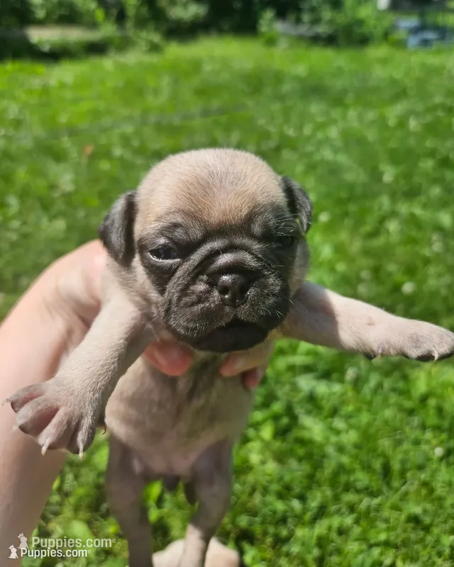 Purple – Pug puppy for sale in Groton, NY