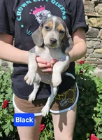 Black Collar, a male Beagle for sale in Groton, NY – 8 of 10