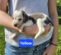 Yellow, a female Beagle for sale in Groton, NY – 3 of 5