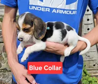 Blue Collar, a male Beagle for sale in Groton, NY – 3 of 5
