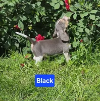 Black Collar, a male Beagle for sale in Groton, NY – 6 of 10