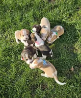 Neon Green, a male Beagle for sale in Groton, NY – Photo 5 of 5