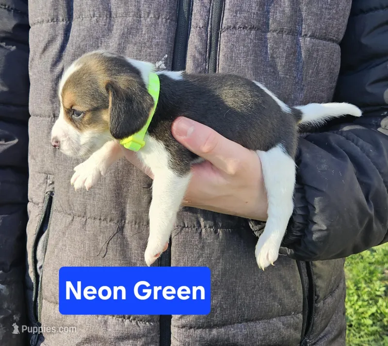 Neon Green – Beagle puppy for sale in Groton, NY