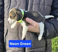 Neon Green, a male Beagle for sale in Groton, NY – Photo 1 of 5