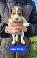 Neon Green, a male Beagle for sale in Groton, NY – Photo 3 of 5