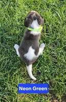 Neon Green, a male Beagle for sale in Groton, NY – Photo 4 of 5