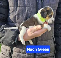 Neon Green, a male Beagle for sale in Groton, NY – Photo 2 of 5