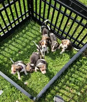 Purple Collar, a male Beagle for sale in Groton, NY – 6 of 6