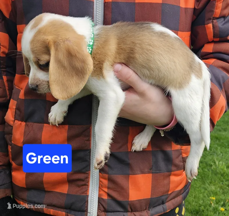 Green – Beagle puppy for sale in Groton, NY