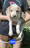 Red, a female Beagle for sale in Groton, NY – 6 of 8