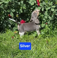 Silver, a male Beagle for sale in Groton, NY – 9 of 10