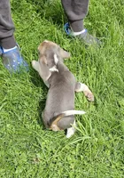 Black Collar, a male Beagle for sale in Groton, NY – 4 of 10