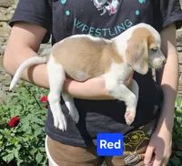 Red, a female Beagle for sale in Groton, NY – 7 of 8