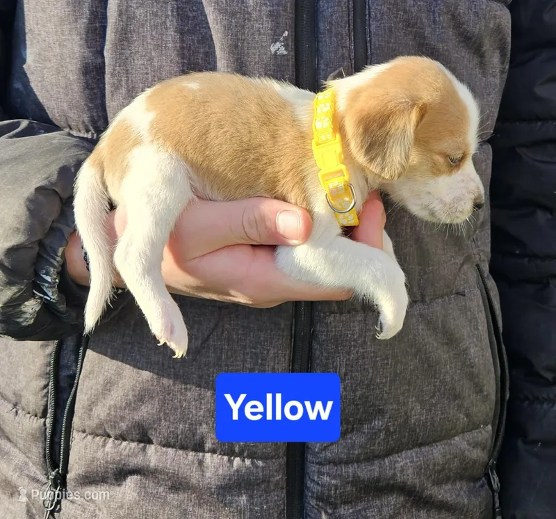 Yellow – Beagle puppy for sale in Groton, NY
