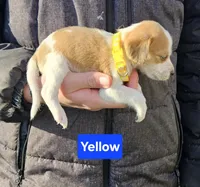 Yellow, a male Beagle for sale in Groton, NY – Photo 1 of 5