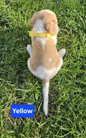 Yellow, a male Beagle for sale in Groton, NY – Photo 4 of 5