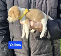 Yellow, a male Beagle for sale in Groton, NY – Photo 2 of 5