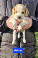 Yellow, a male Beagle for sale in Groton, NY – Photo 3 of 5