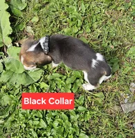 Black Collar, a male Beagle for sale in Groton, NY – 5 of 6