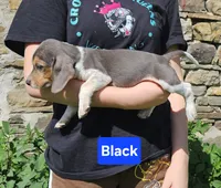 Black Collar, a male Beagle for sale in Groton, NY – 3 of 10