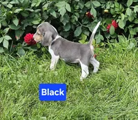 Black Collar, a male Beagle for sale in Groton, NY – 5 of 10