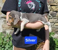 Silver, a male Beagle for sale in Groton, NY – 4 of 10