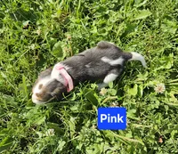 Pink, a female Beagle for sale in Groton, NY – 5 of 6