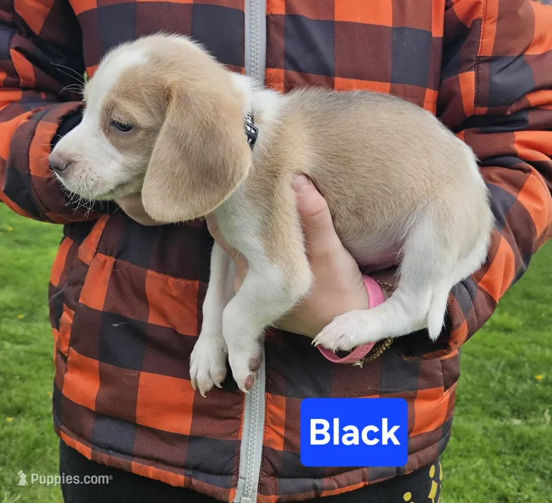 Black – Beagle puppy for sale in Groton, NY