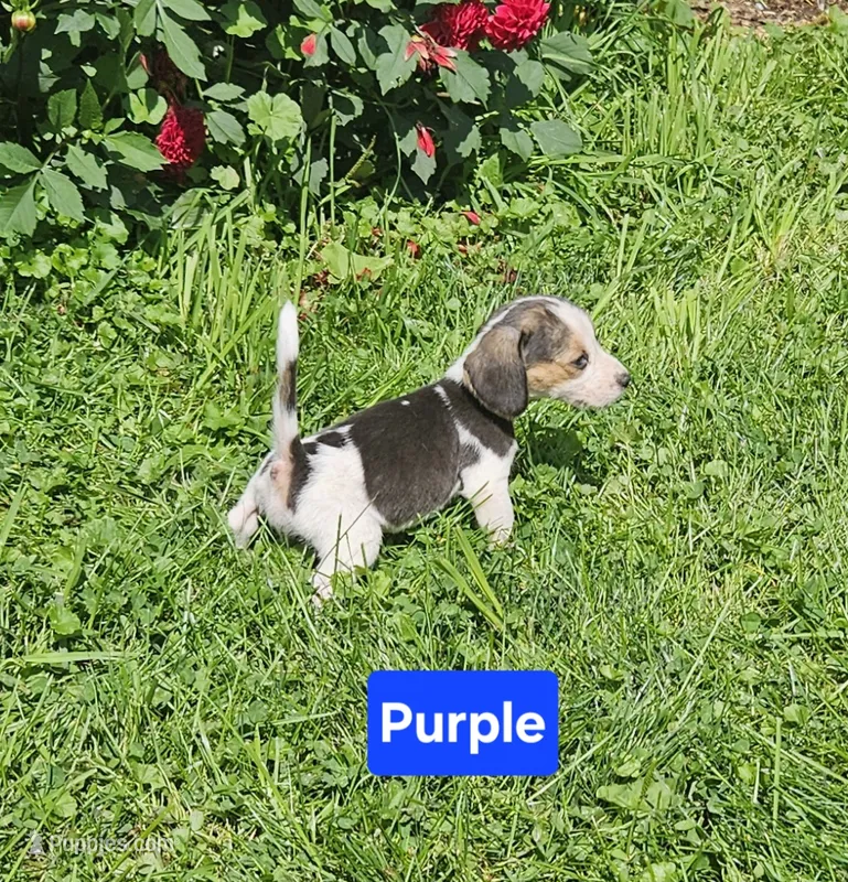 Purple – Beagle puppy for sale in Groton, NY