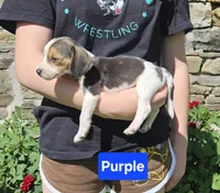 Purple, a female Beagle for sale in Groton, NY – 7 of 8