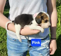 Pink, a female Beagle for sale in Groton, NY – 4 of 6