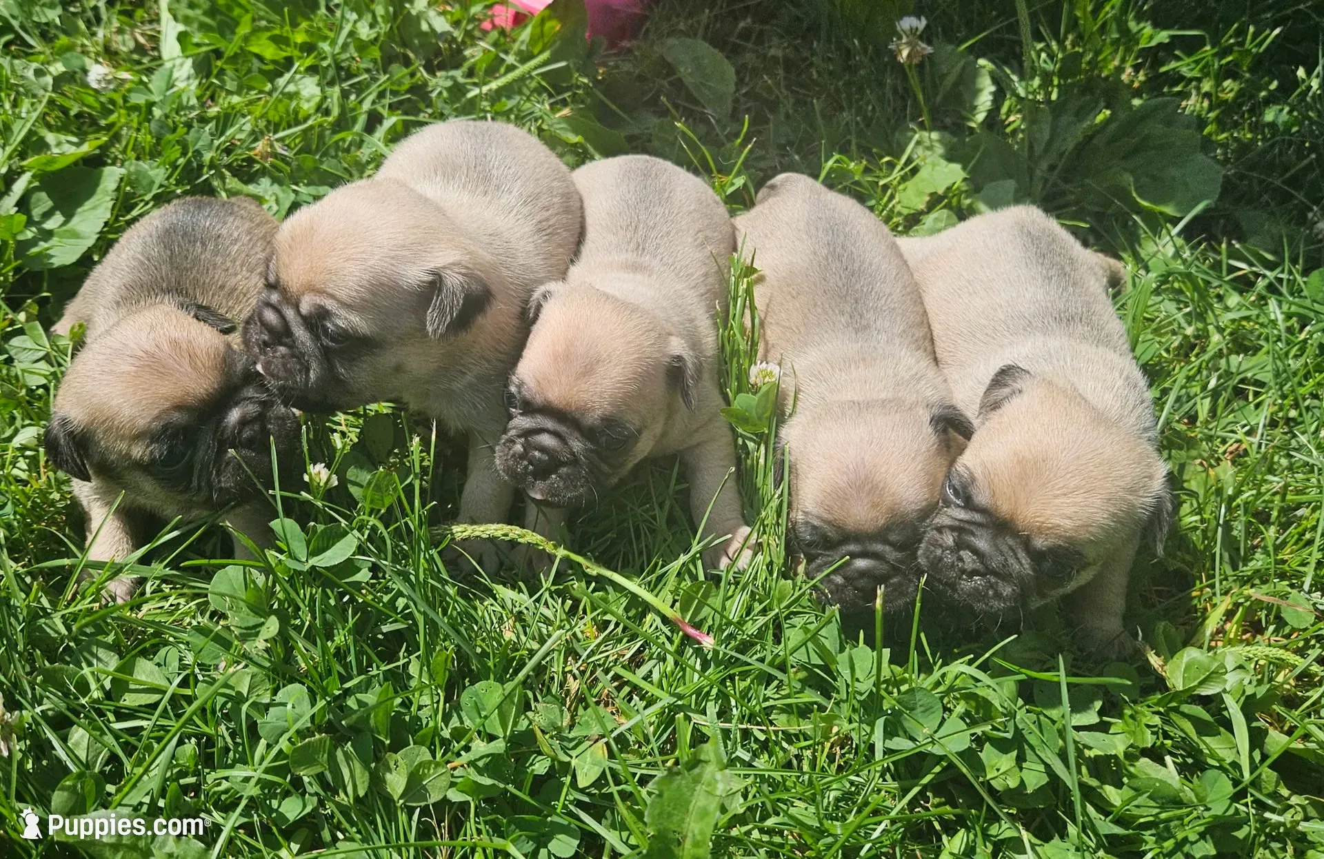 Purple, a female Pug for sale in Groton, NY – 3 of 4