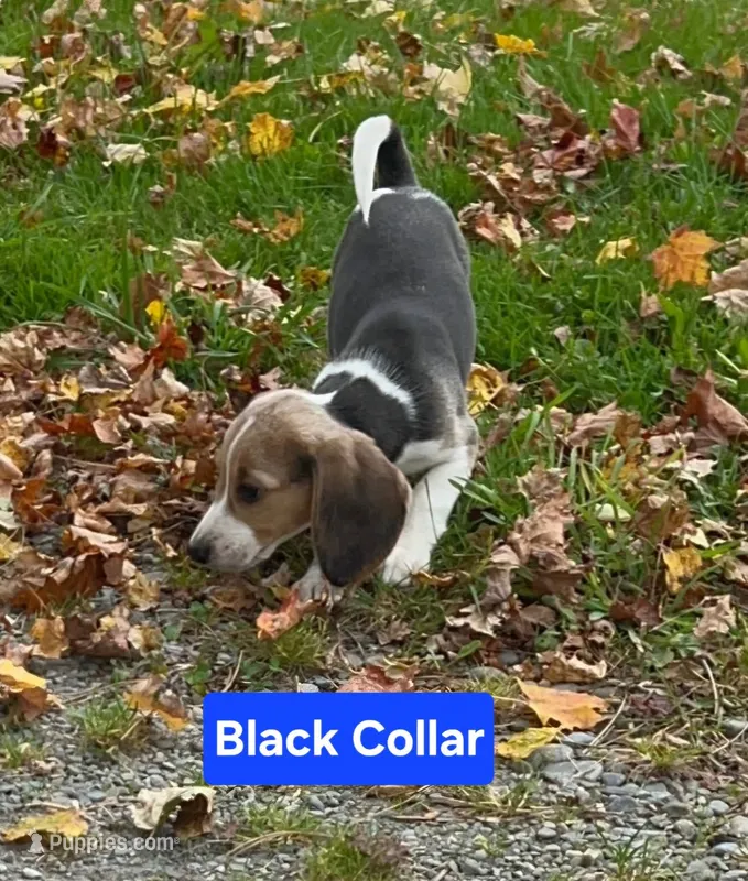 Black Collar – Beagle puppy for sale in Groton, NY