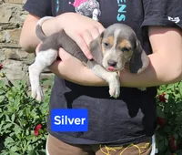 Silver, a male Beagle for sale in Groton, NY – 6 of 10
