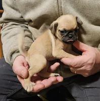 Pink, a female Pug for sale in Groton, NY – Photo 2 of 9