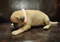 Pink, a female Pug for sale in Groton, NY – Photo 3 of 7