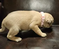 Pink, a female Pug for sale in Groton, NY – Photo 2 of 7